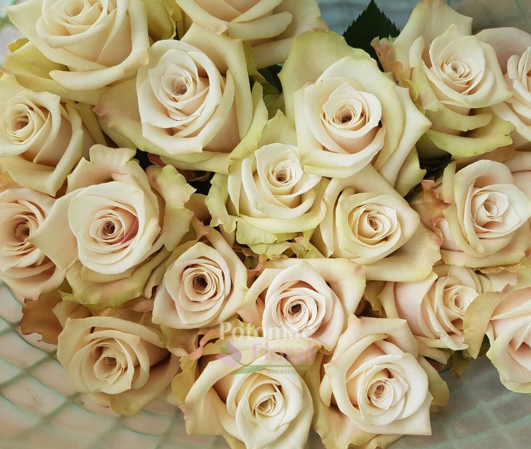 Rose Sandy, Creamy Sand Color 40 to 50cm Potomac Floral Wholesale